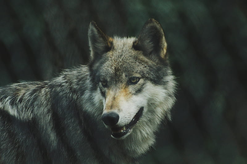 selective focus graphy of gray wolf, HD wallpaper