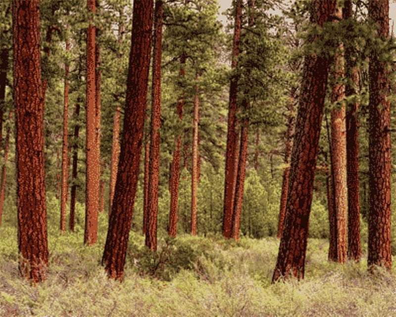 Ponderosa Pines, pine trees, oregon, woods, HD wallpaper