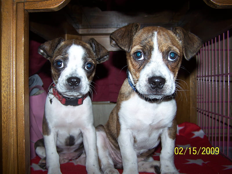 Rosy and Sheena, beagle, boston terrier, dog, HD wallpaper