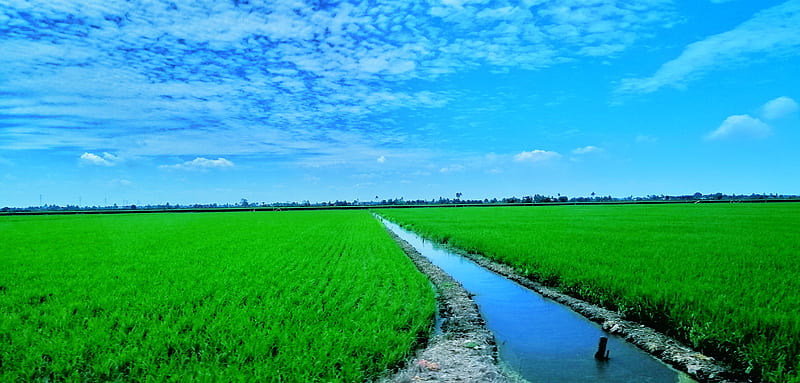 Paddy Field, blue, green, malaysia, nature, paddy, paddy field, rice, sky,  tree, HD wallpaper | Peakpx