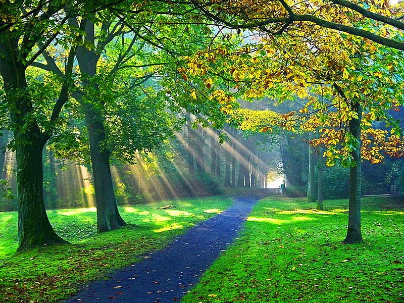 Stroll, forest, walk, trees, rays, HD wallpaper | Peakpx