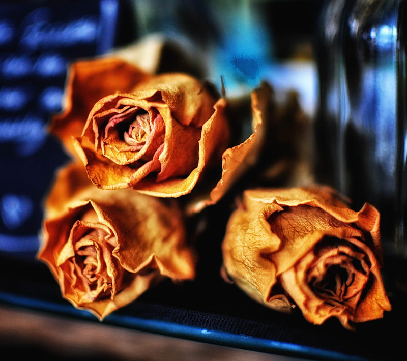 Withering, abstract, dried, flowers, romance, roses, HD wallpaper