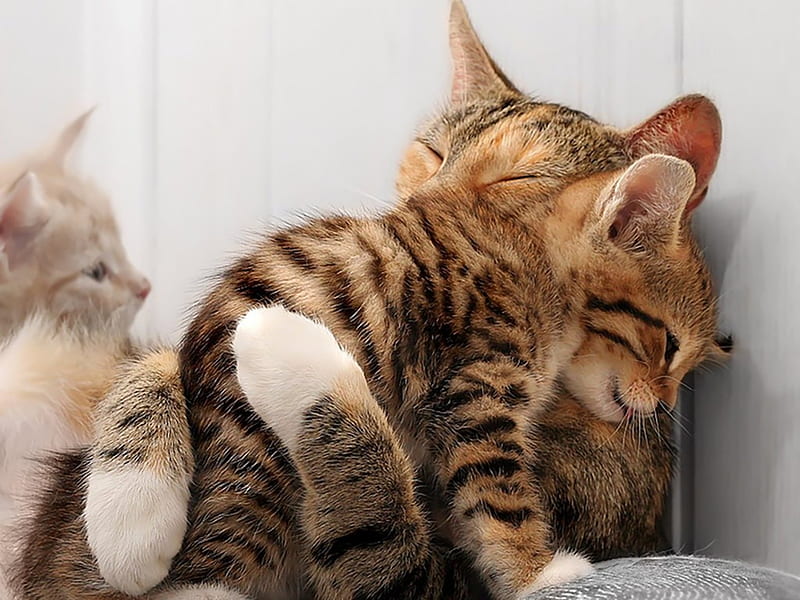 Barn Cat Cuddles, cuddle, kitties, barn cats, friends, cute, HD wallpaper