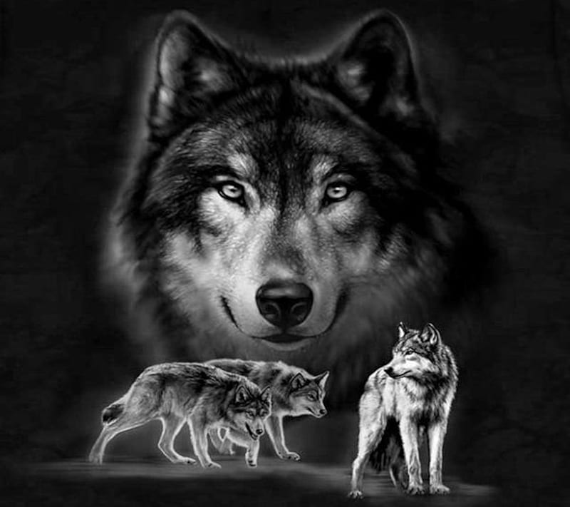 Beautiful Wolfs, bonito, wolfs, HD wallpaper