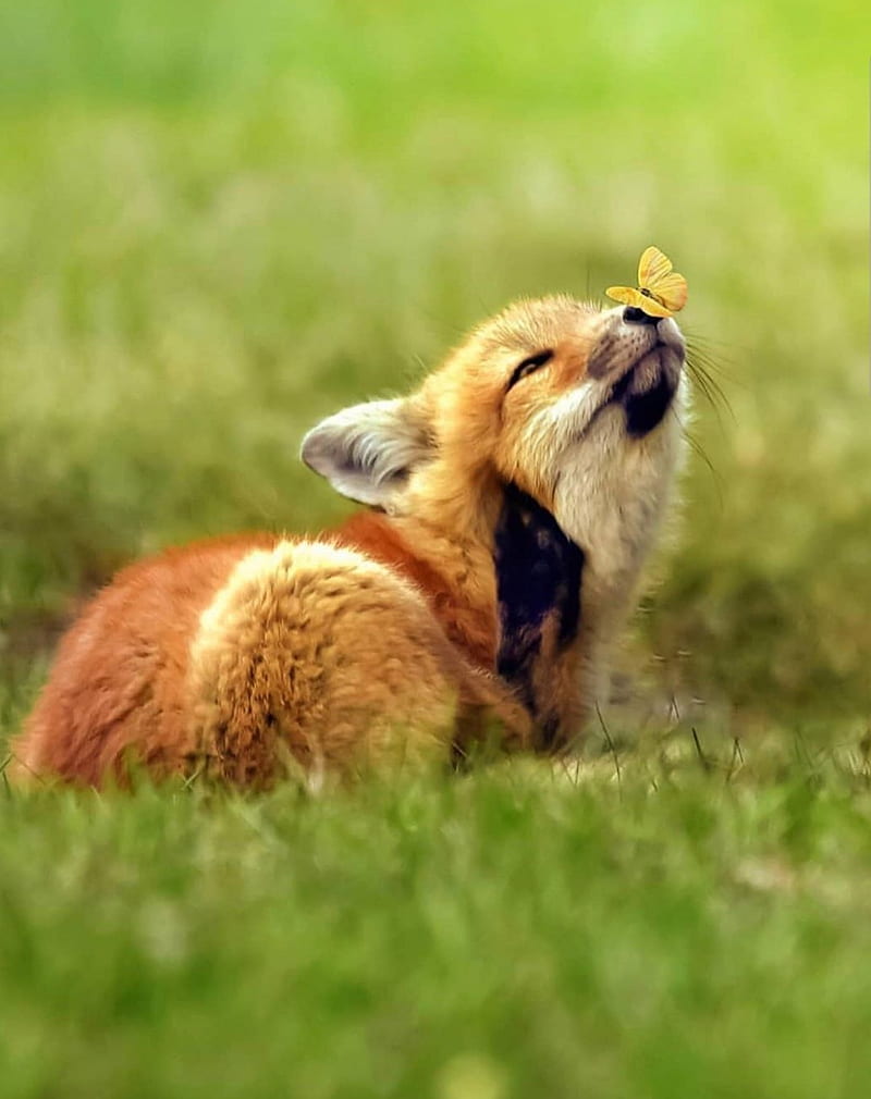 Too cute, animals, butterflies, cute, fox, nature, HD phone wallpaper |  Peakpx