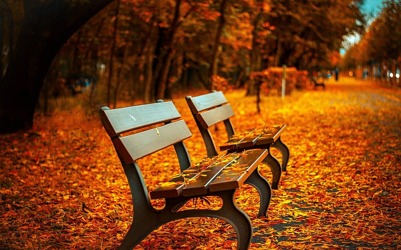 Benches In Park, rain, Trees, Wed, Beches, Leave, Park, Autumn, HD wallpaper