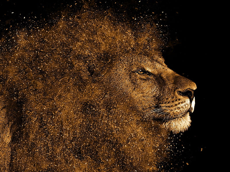 Lion, golden, leu, splash, fantasy, black, HD wallpaper