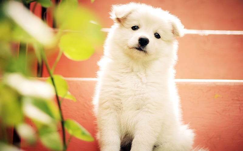 Samoyed Dog puppy, cute animals, white puppy, dogs, pets, Samoyed, HD wallpaper
