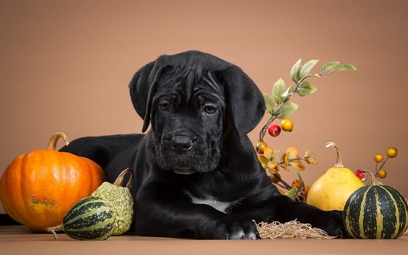 Puppy, orange, halloween, black, yellow, animal, thanksgiving, cute, green, pumpkin, dog, HD wallpaper