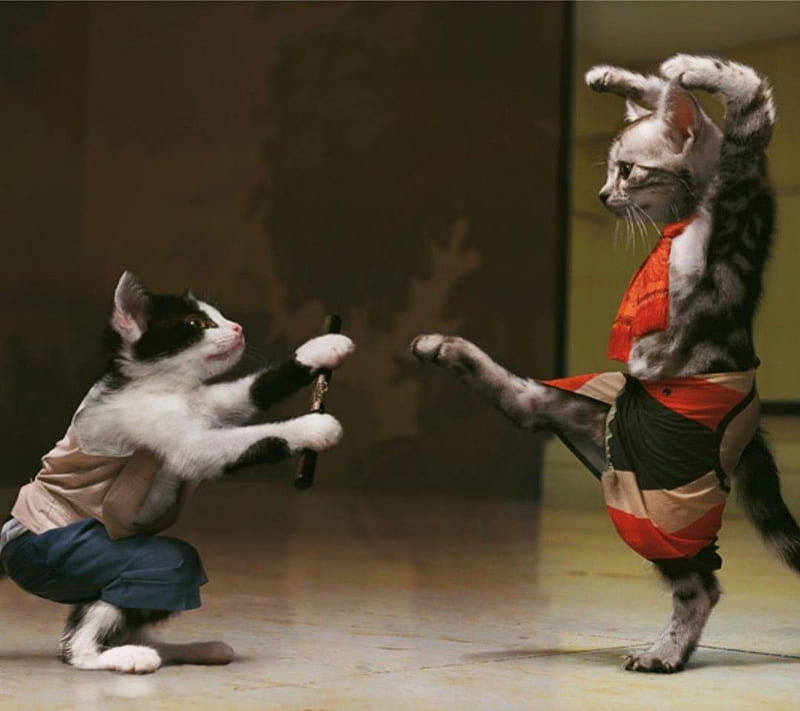 Kung Fu ...Kat, kung fu, cat, cats, stick, HD wallpaper