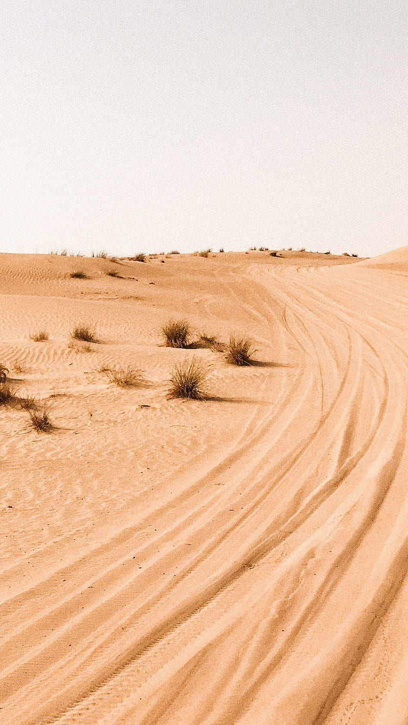 Desert graphy , sand, landscape, desert plant, HD phone wallpaper
