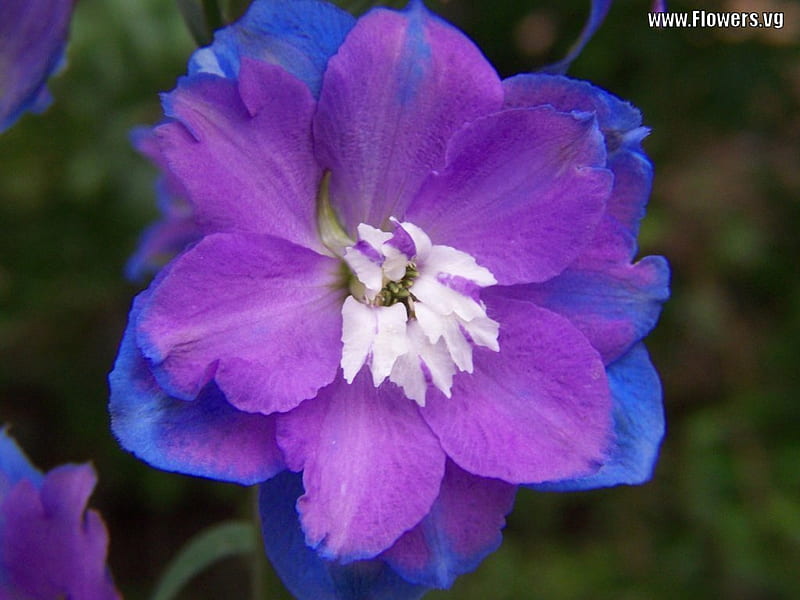 A lovely purple blue Delphinium., flower, nature, purple, blue, HD wallpaper