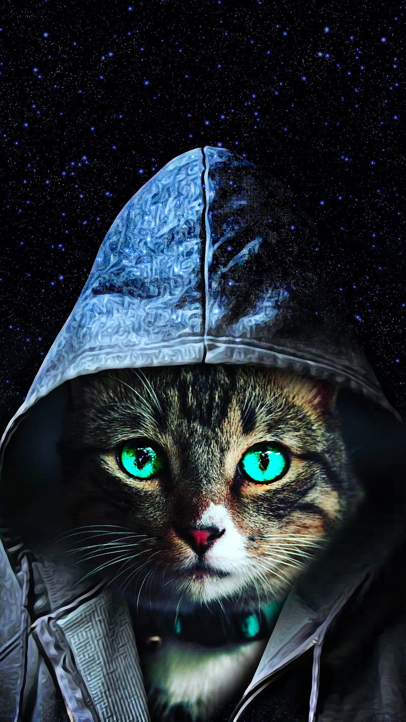 Cat, galaxy, HD phone wallpaper
