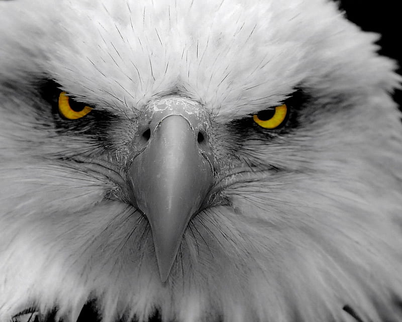 Eagle, birds, eye, HD wallpaper