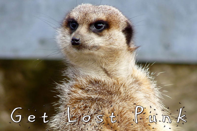 Get Lost Punk!, go away, meerkat, scram, get lost, HD wallpaper