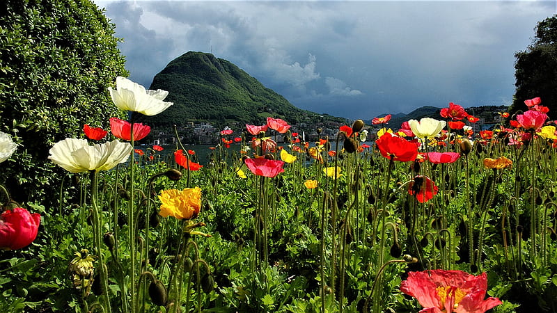 Lugano lake, canton ticino, flowers, switzerland, lake, HD wallpaper