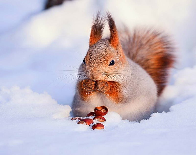 Cold storage, nuts, squirrel, snow, winter, eating, HD wallpaper