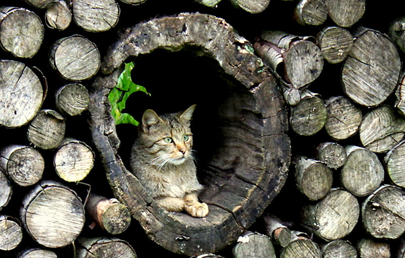 Hiding, cat, grey cat, woodpile, wood, HD wallpaper