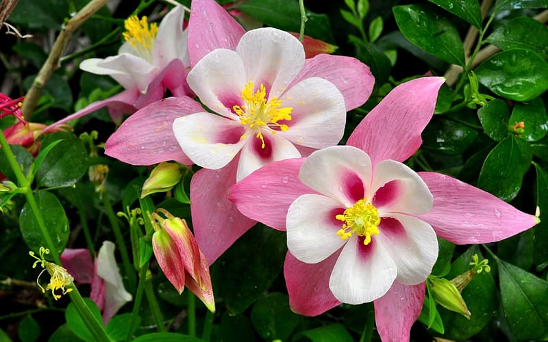 Aquilegia Saximontana, white, pink, flower, nature, HD wallpaper