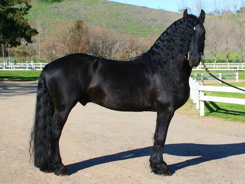 Ebony stallion, stallion, beauty, black, horse, HD wallpaper