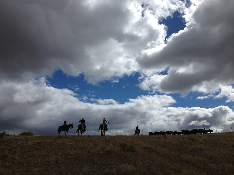 Cattle Drive in Oregon, dark, Blue, Horses, Cowboys, Sky, Plains, Magnificent, White, Cattle, Trees, Clouds, HD wallpaper