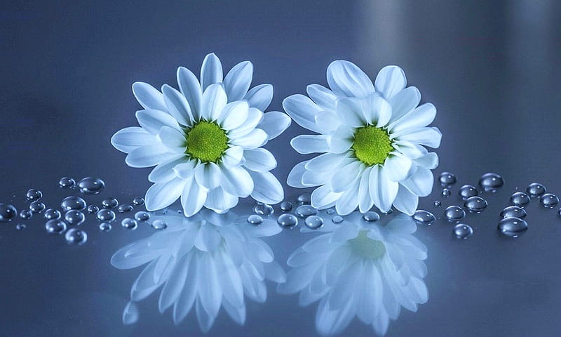 Dewdrop Daisies, daisies, water, dewdrops, Lovely, Flowers, white, floral, HD wallpaper