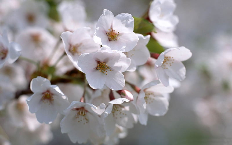 white blossom flowers-spring theme, HD wallpaper