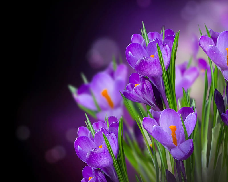 Crocuses, crocus, purple, flower, spring, pink, card, HD wallpaper