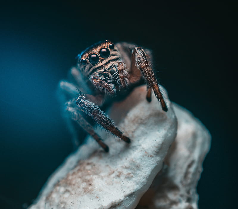 Spider , small, HD wallpaper