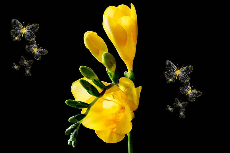 sia, black, yellow, butterfly, flower, HD wallpaper