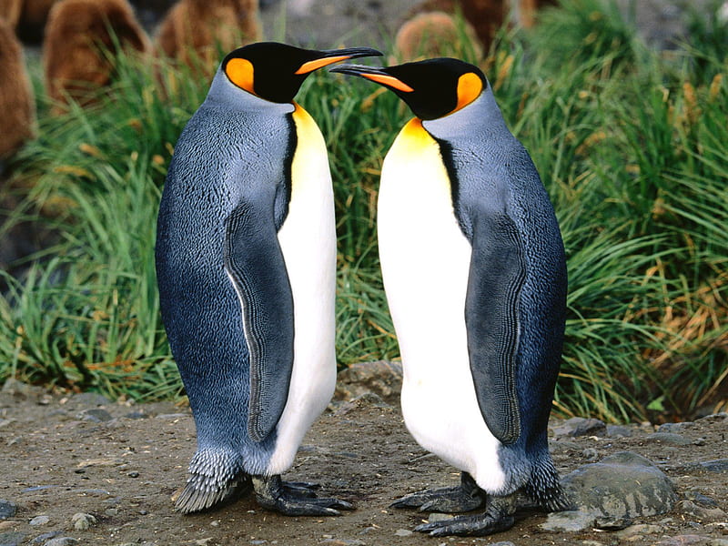 Pareja de pingüinos, belleza, naturaleza, pingüinos, animales, pareja,  Fondo de pantalla HD | Peakpx