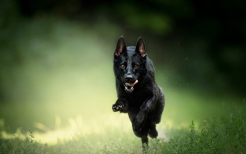 Black German Shepherd, running dog, bokeh, puppy, cute animals, German Shepherd, dogs, German Shepherd Dog, black dog, HD wallpaper