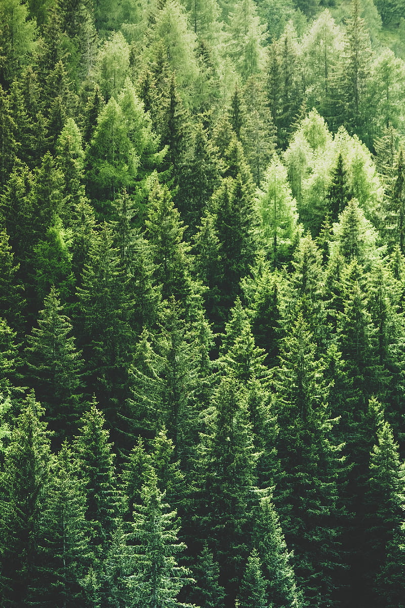 pine trees, forest, top view, Nature, HD phone wallpaper