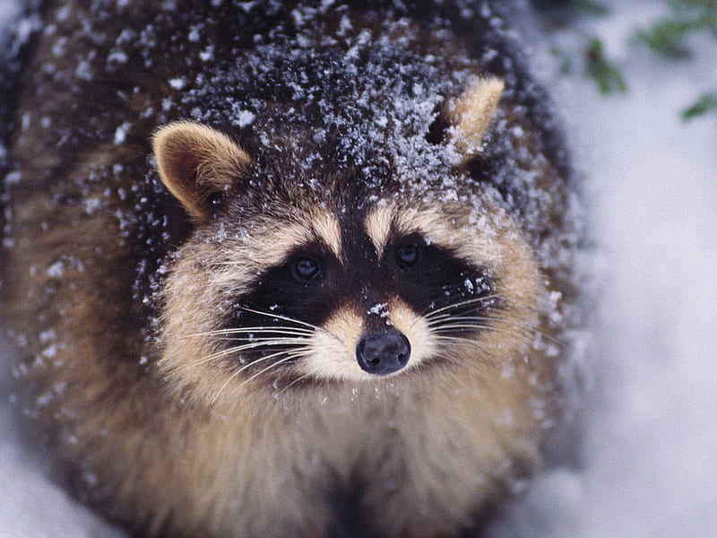 Raccoon?, snow, raccoon, fluffy, animal, HD wallpaper