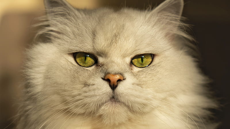 White Cat With Staring Look Cat, HD wallpaper