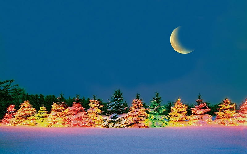 'Outdoor Christmas Trees', colorful, wonderful, crescent moon, attractions in dreams, bonito, seasons, xmas and new year, graphy, forests, rivers, night, lovely, christmas, colors, love four seasons, festivals, sky, christmas trees, winter, snow, winter holidays, moonlight, nature, outdoor, celebrations, HD wallpaper