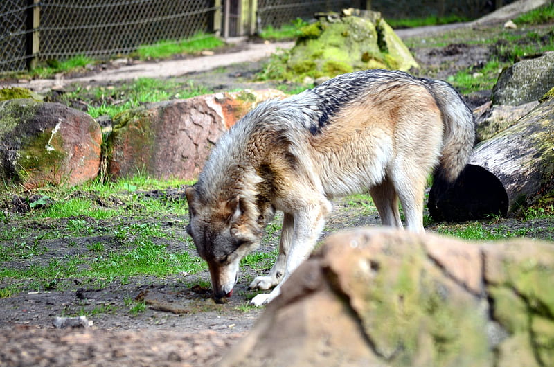 My Visit at the Wolfpark, predator, grey wolf, nature, wolves, HD wallpaper
