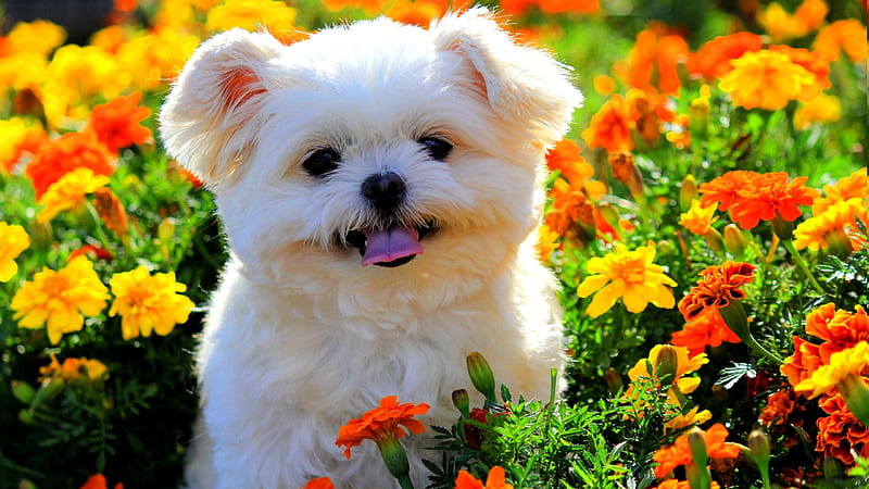 Cute White Puppy In Colorful Flower Field With Tongue Out Animals, HD wallpaper