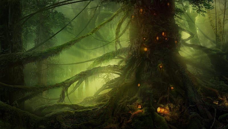 Deep Forest, Forest, Light, Green, Grass, Tree, Darkness, HD wallpaper