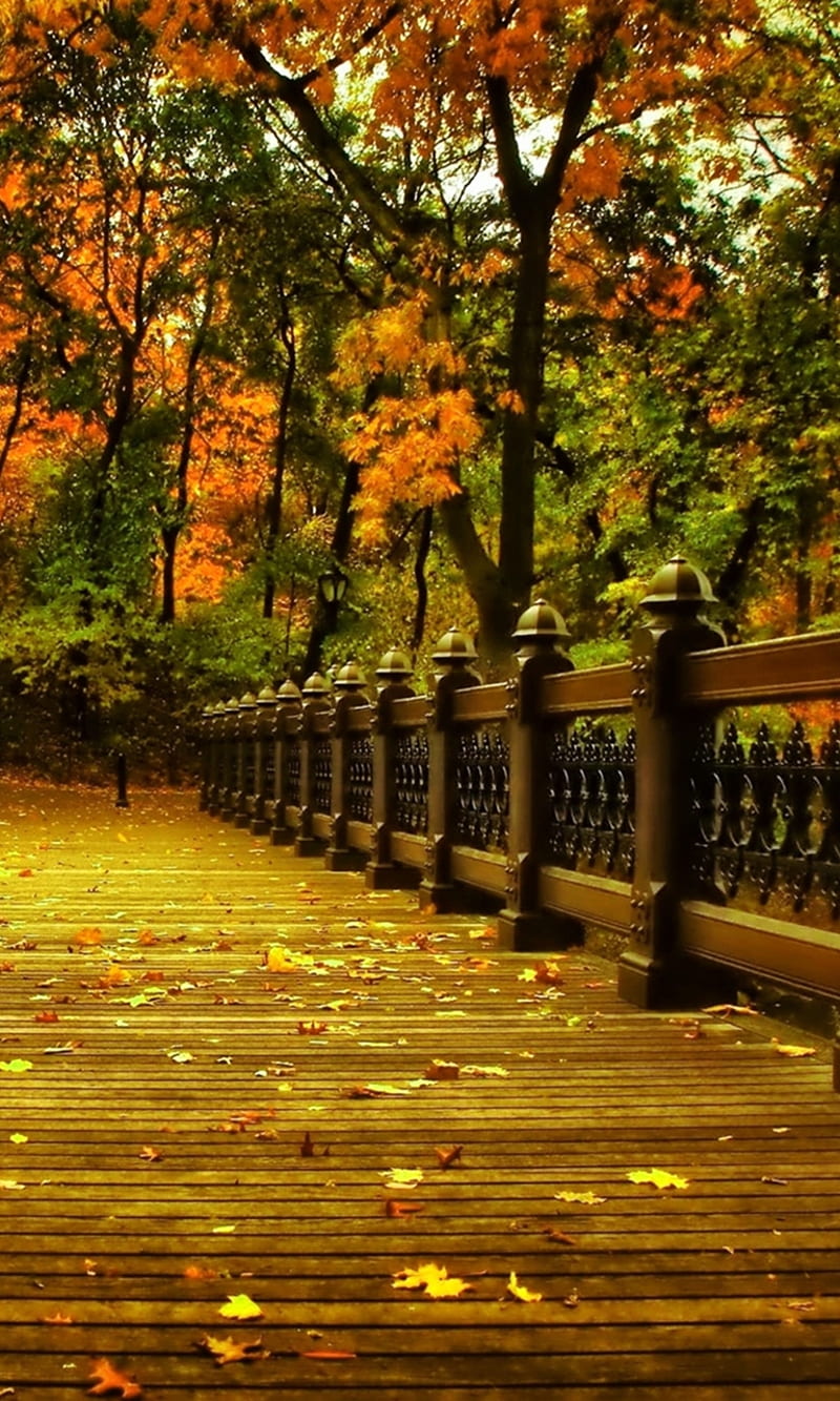 Natures walk, autumn, bridge, cool, forest, nature, new, season, sun, HD  phone wallpaper | Peakpx