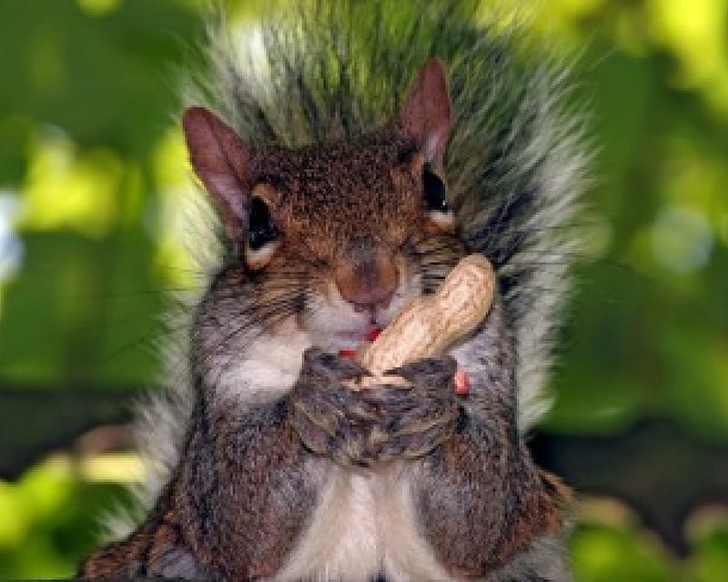squirrel chewing his nutz, nuts, squirrel, nutz, chewing, HD wallpaper