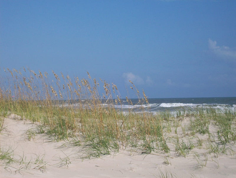 Dunes on Emerald Isle, summer, sea oats, dunes, beaches, HD wallpaper