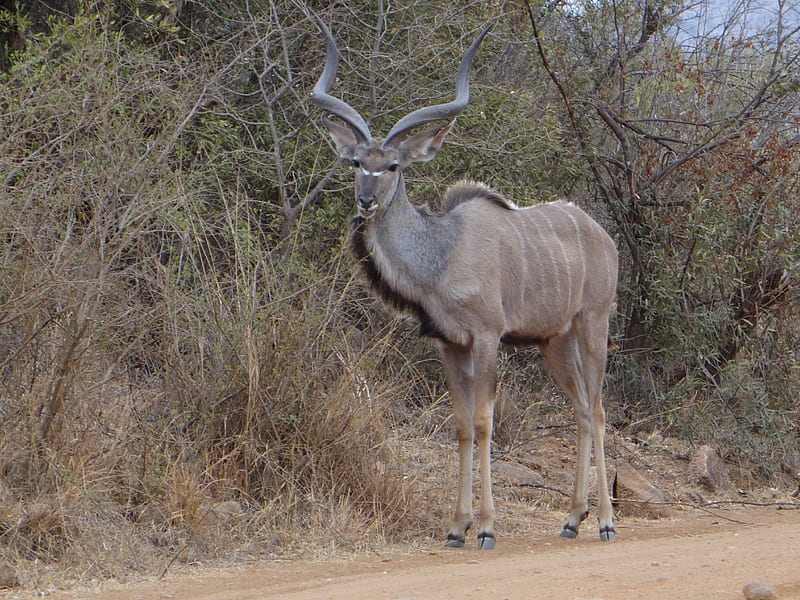 Kudu (M), Kudu, game reserve, south Africa, Pilandsberg, HD wallpaper