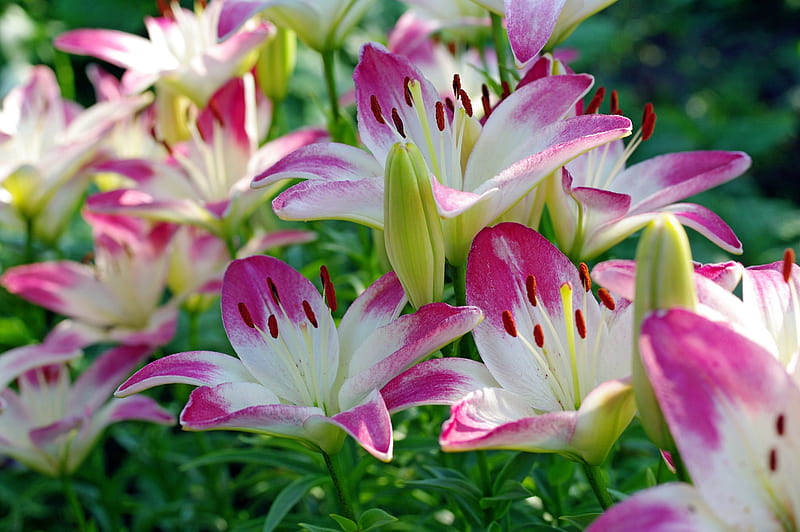 Lilies, Lily, Pink, Flowers, Nuds, HD wallpaper