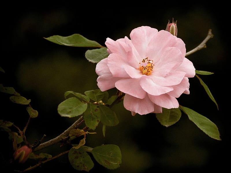 Wild Pink Rose, flowers, nature, roses, pink, pink roses, HD wallpaper