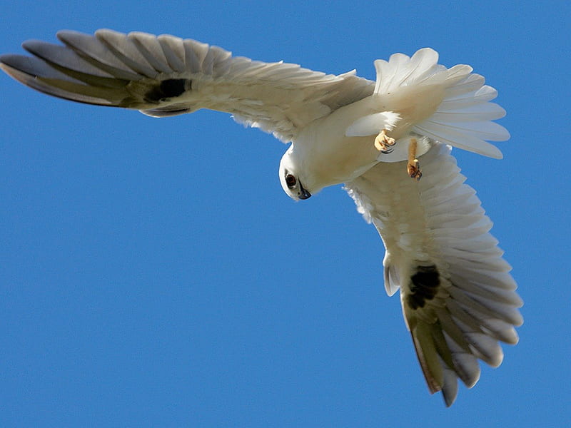 Snow hawk?, skies, wings, bird, flying, hawk, blue, HD wallpaper