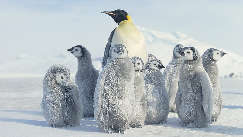 :-), ice, snow, penguins, north pole, HD wallpaper