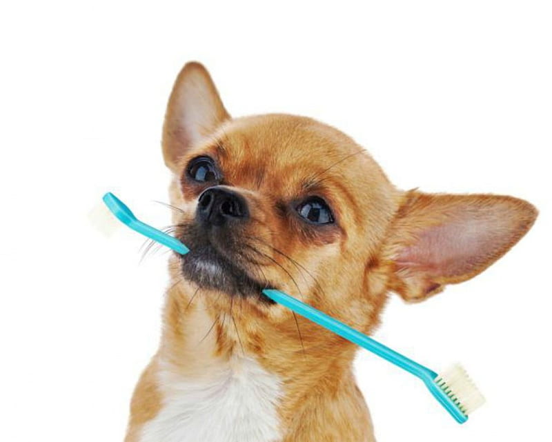 Dog with toothbrush, toothbrush, cute, pet, dog, HD wallpaper
