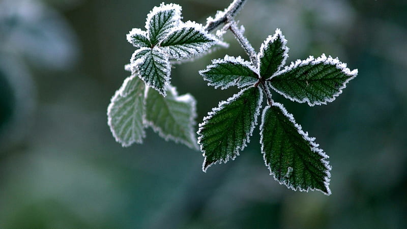 Frosty leaves, winter, leaf, frosty, leaves, graphy, macro, nature, fost, frozen, HD wallpaper