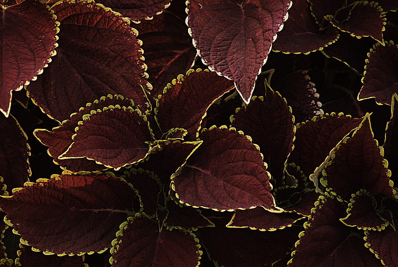 leaves, veins, plant, brown, HD wallpaper